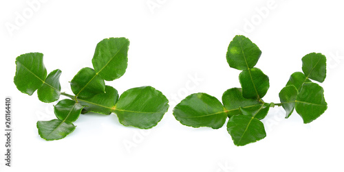 bergamot leaf isolated on white background