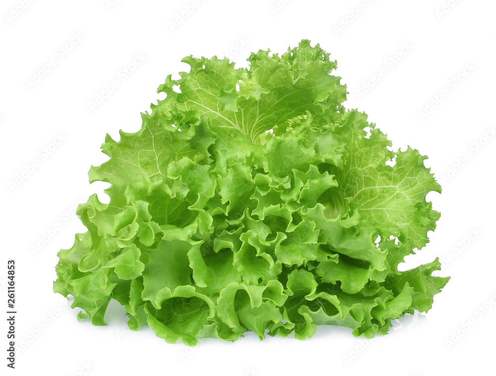 fresh green oak lettuce isolated on white background fresh green oak lettuce isolated on white background