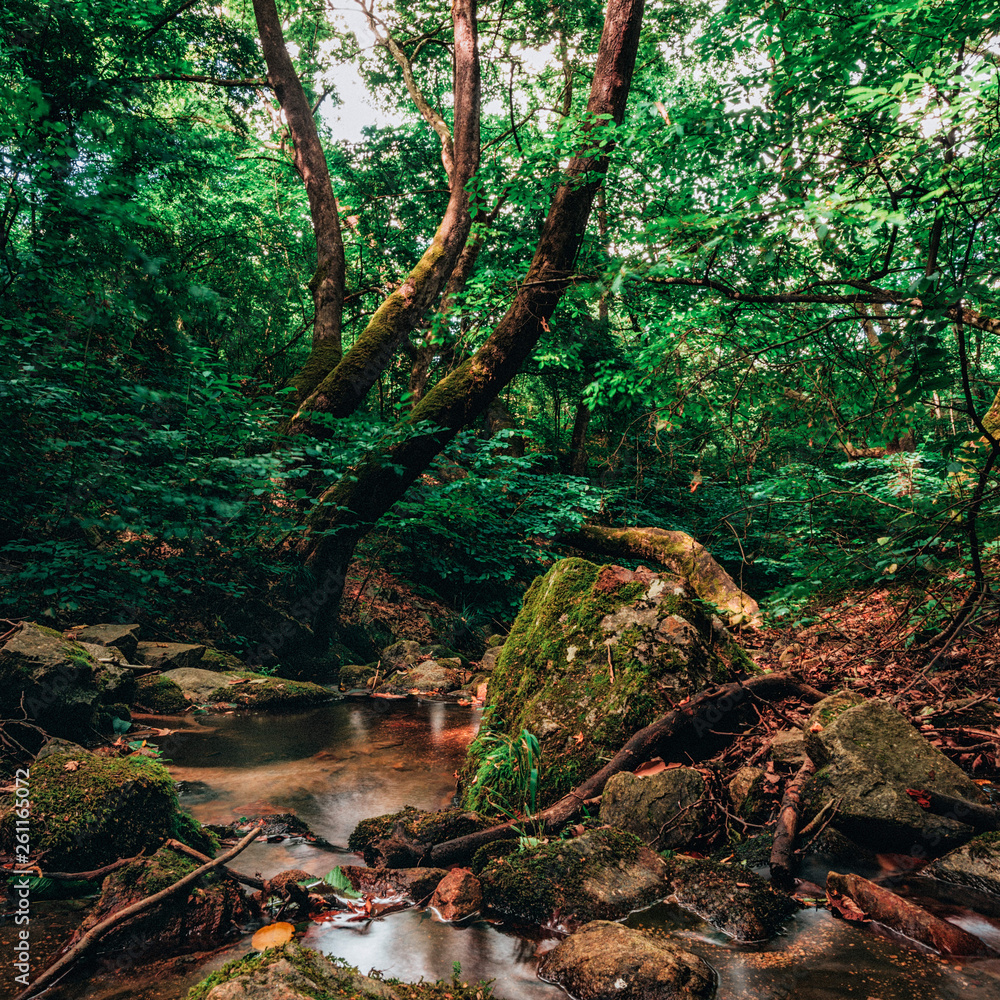 Obraz premium the beautiful green nature and river