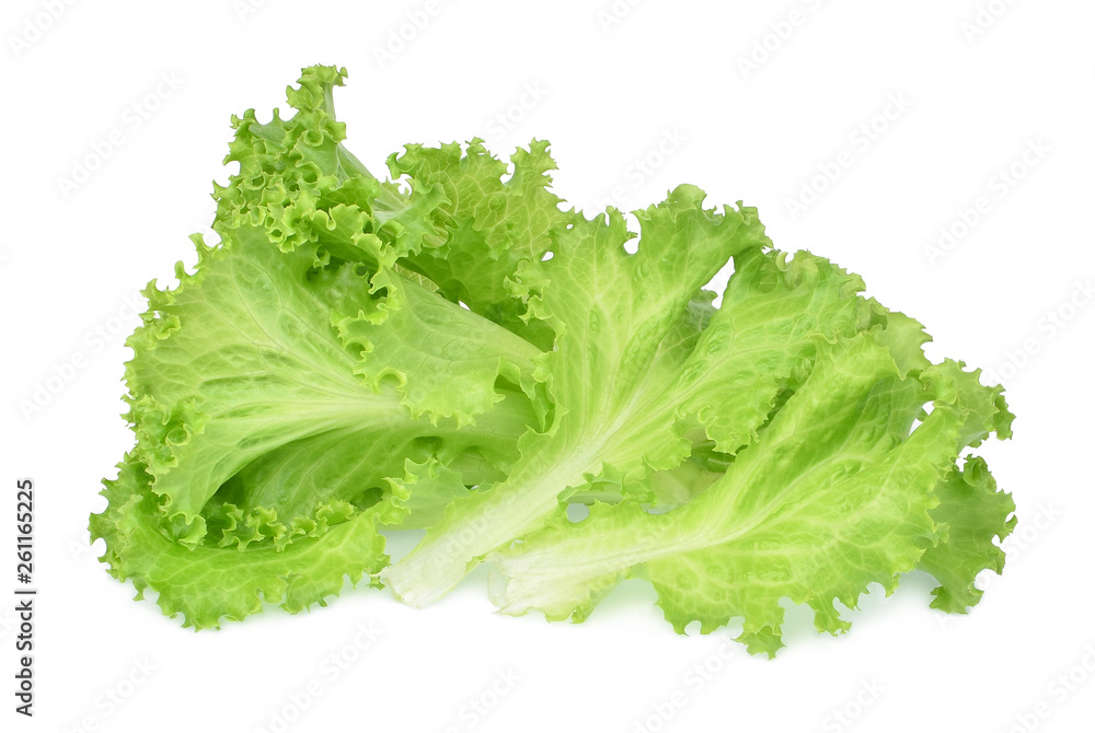fresh green oak lettuce isolated on white background fresh green oak lettuce isolated on white background
