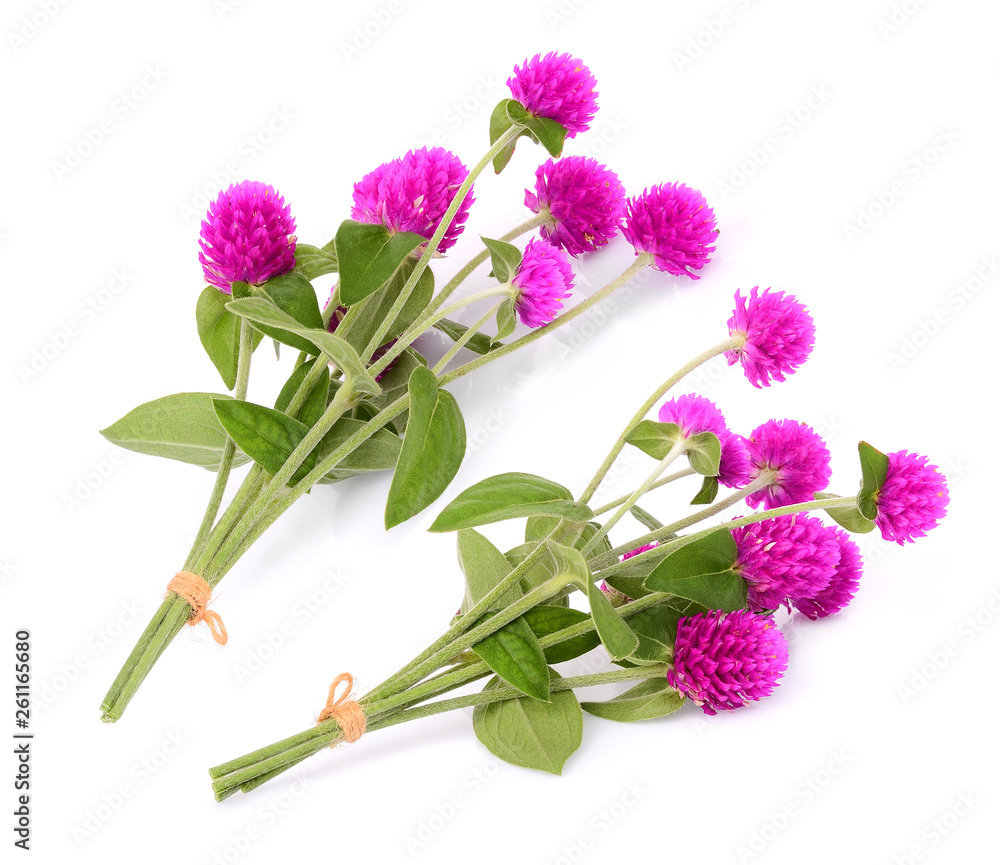 Fototapeta premium globe amaranth flower isolated on white background