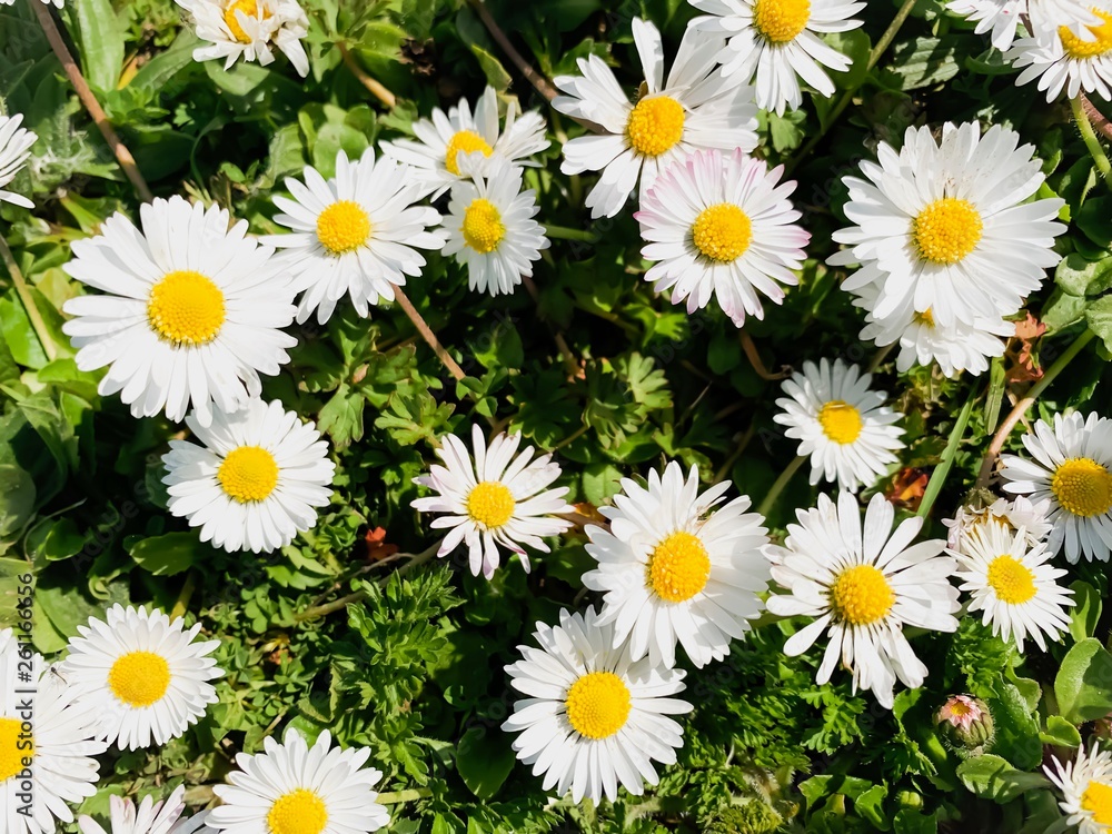 A Bunch of Daisies in the park