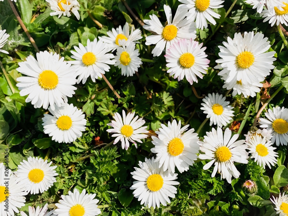 A Bunch of Daisies in the park A Bunch of Daisies in the park