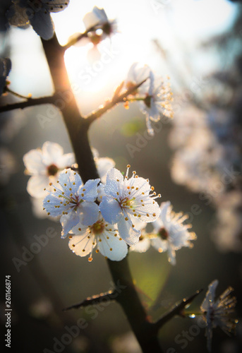 Spring