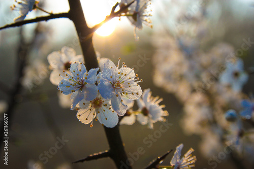 Spring