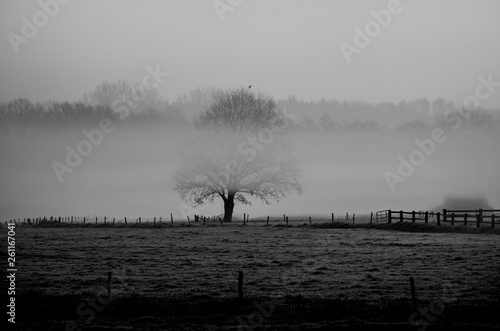 Fog