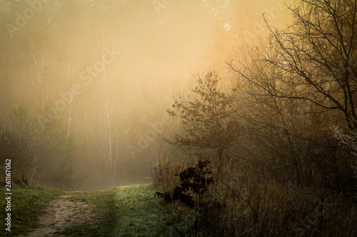 Fog