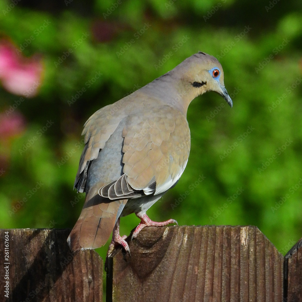 Fototapeta premium White-winged Dove