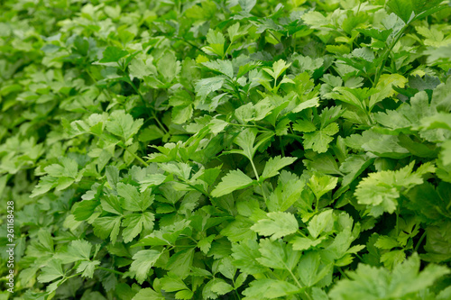 Wallpaper Mural Green parsley growing at vegetable garden Torontodigital.ca
