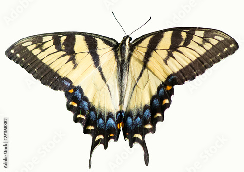 Eastern tiger swallowtail, Papilio Glaucus, yellow butterfly isolated on white background photo