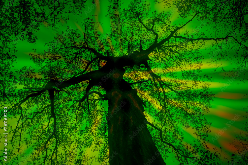 A psychedelic photo manipulation of a forest canopy during springtime.  Stock Photo | Adobe Stock