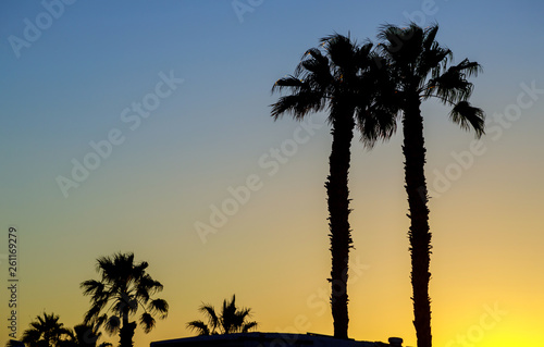 Silhouette palm trees at against the sky during a sunset.