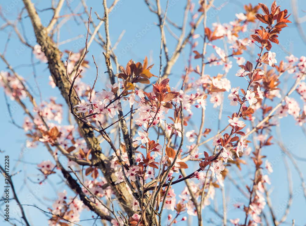 Sunset flowers : Prunus cerasoides or Wild Himalayan Cherry - Image
