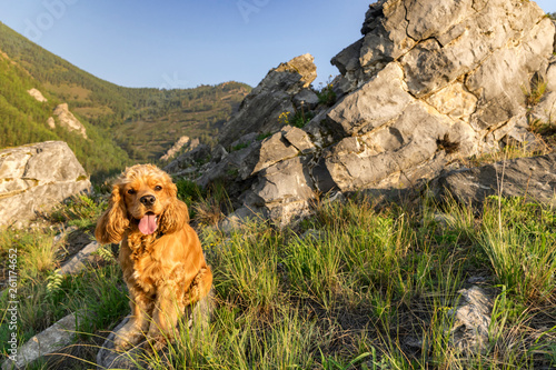 Puppy American Cocker Spaniel sitting in the grass among the rocks
