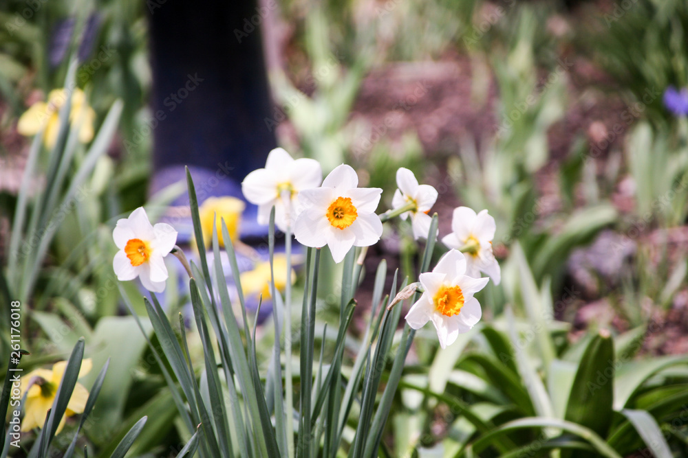 white crocus flowers in the garden white crocus flowers in the garden