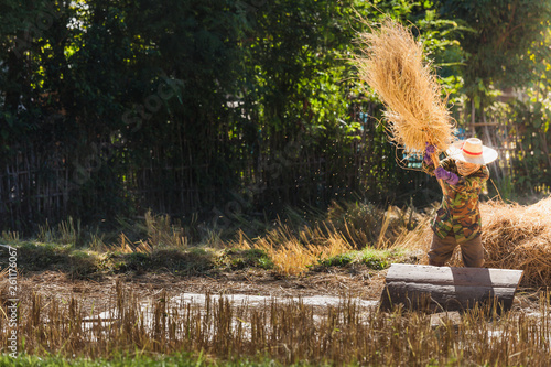 Farmer threshing rice