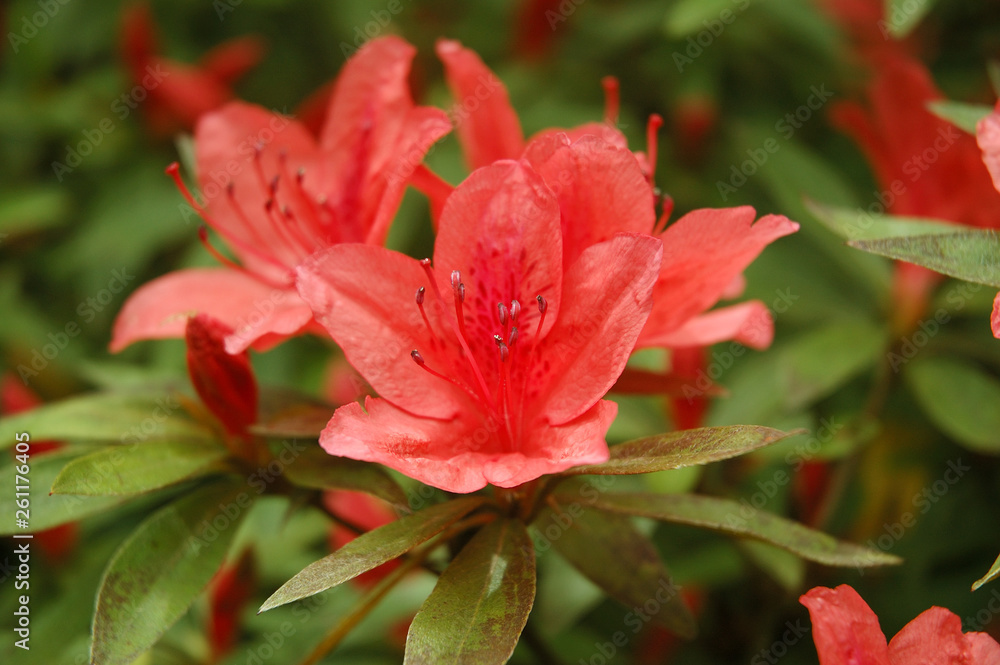 azalea flower red