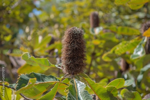 Banksia robur