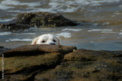 A Golden Retriever dog playing on the sea foreshore peeking over some rocks