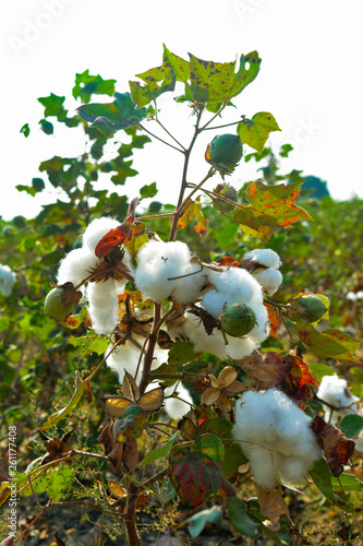 Cotton ball close up