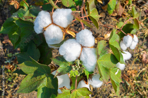 Cotton ball close up