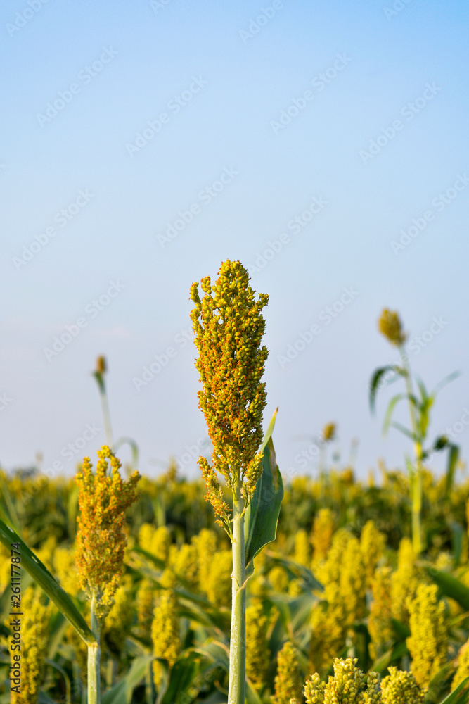Obraz premium Millet in the agriculture field