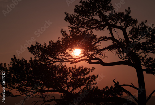 Sunset behind tree