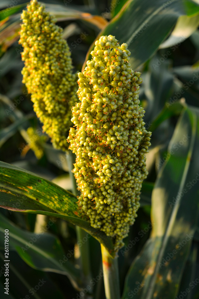 Millet in the agriculture field Millet in the agriculture field