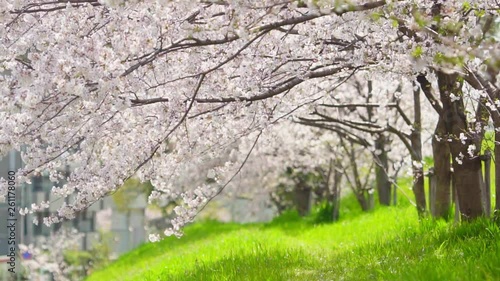 桜　スローモーション　音無