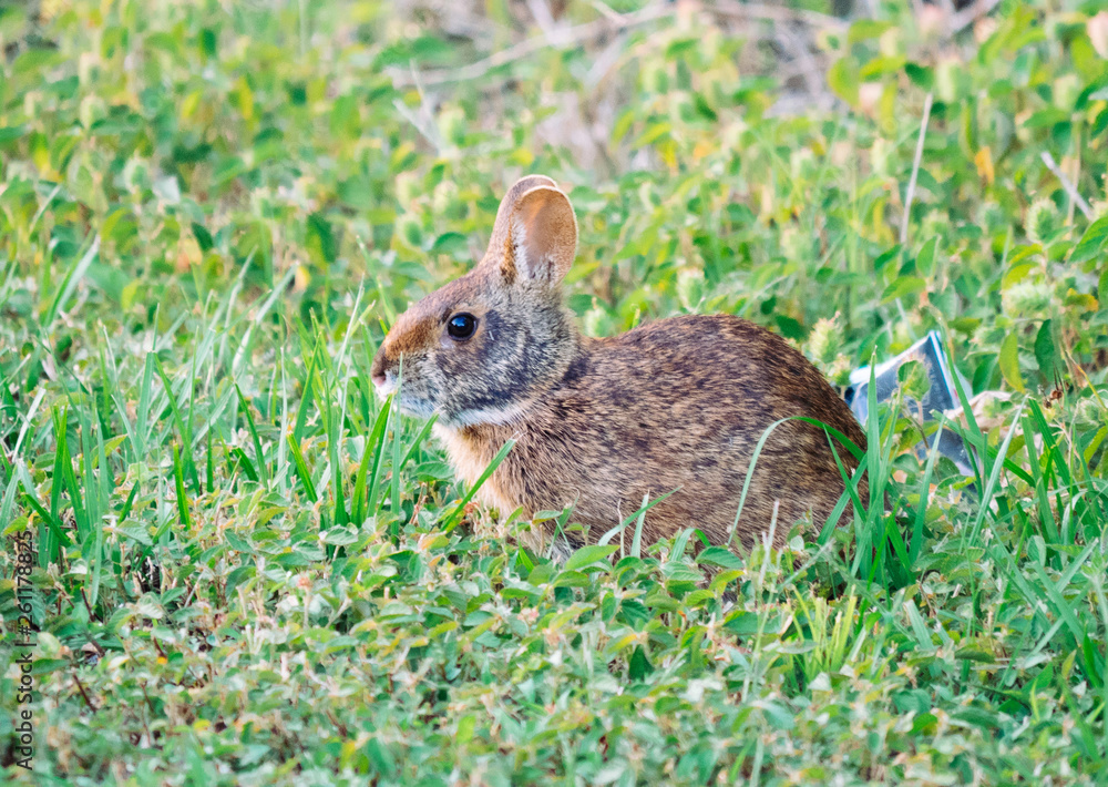 Fototapeta premium Cute round ear rabbit