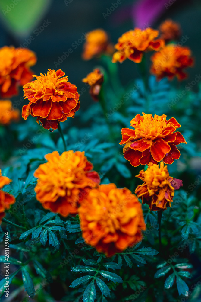 FLOR FLOR