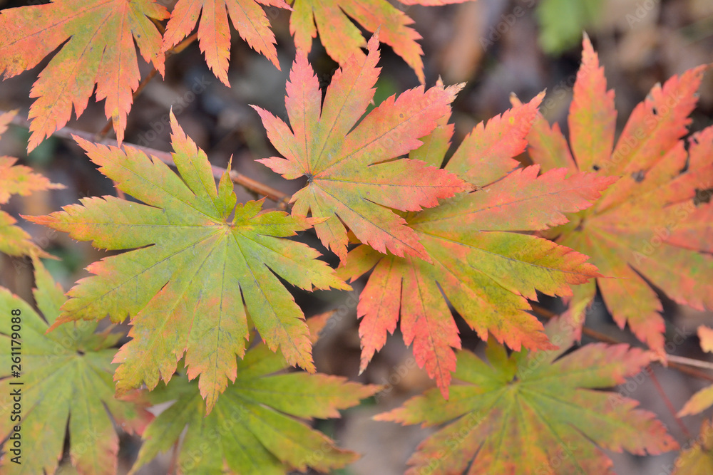 Leaves of maple 4