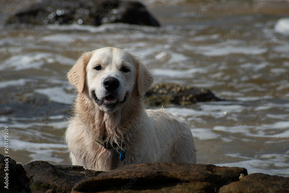 A Golden Retriever puppy dog playing on the sea foreshore A Golden Retriever puppy dog playing on the sea foreshore