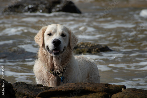 A Golden Retriever puppy dog playing on the sea foreshore