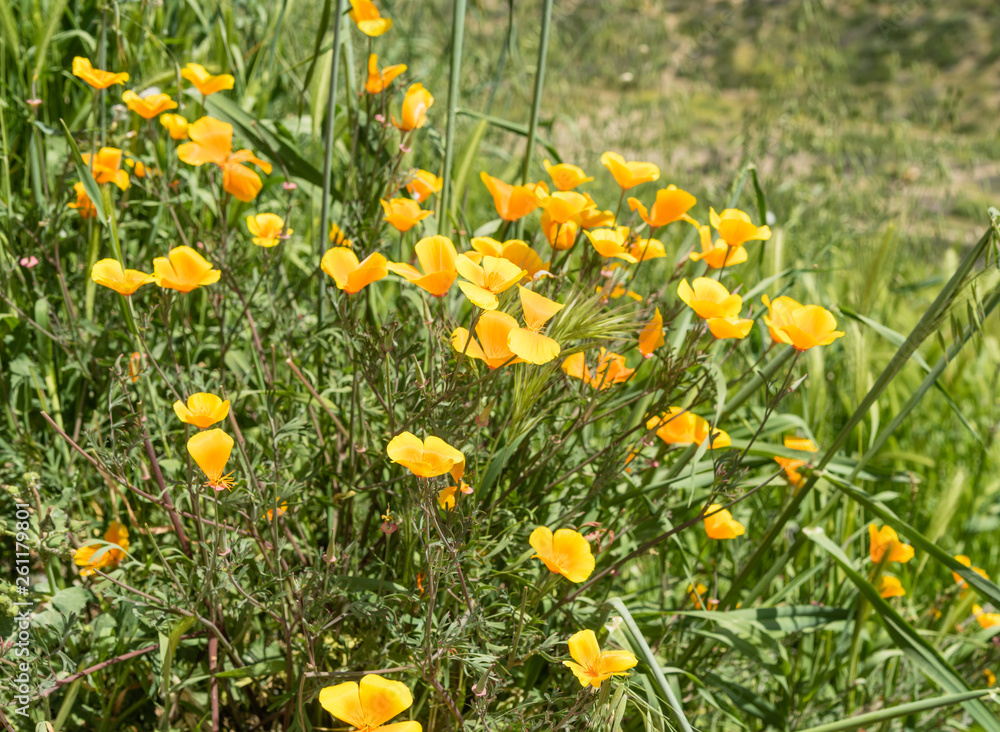 Beautiful wild flowers - a part of the superbloom phenomena in the Walker Canyon mountain range near Lake Elsinore, Southern California Beautiful wild flowers - a part of the superbloom phenomena in the Walker Canyon mountain range near Lake Elsinore, Southern California