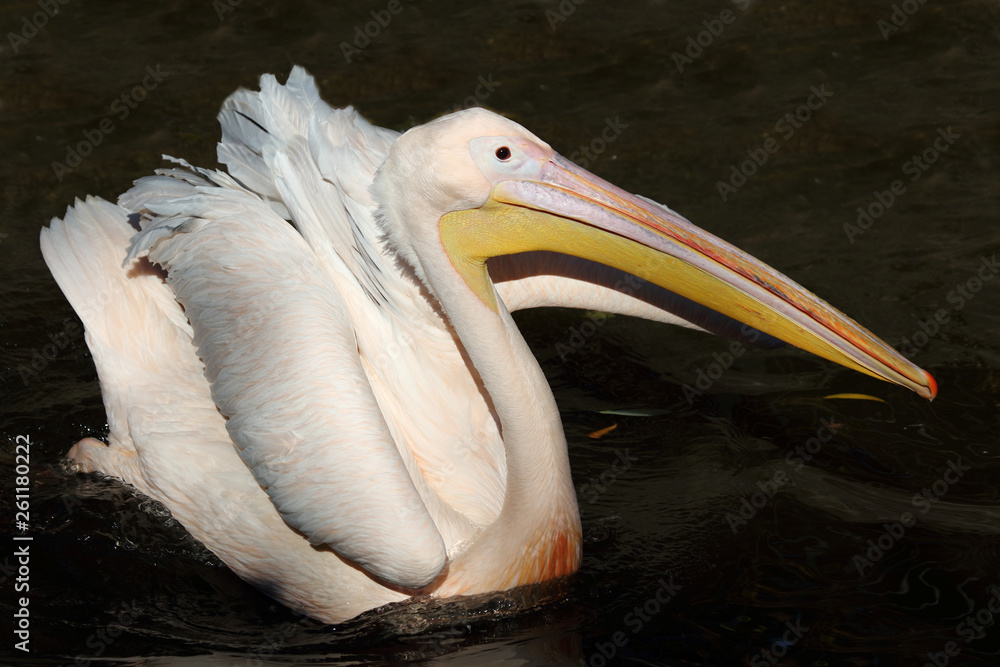Rosapelikan / White pelican / Pelecanus onocrotalus. Rosapelikan / White pelican / Pelecanus onocrotalus.