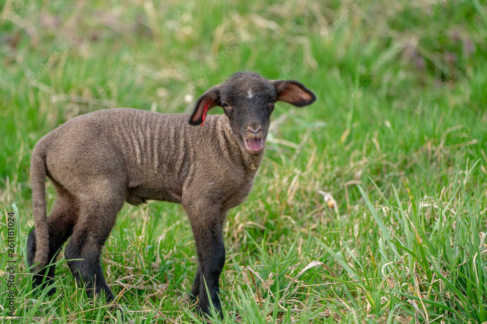 Cute Baby Black Sheep Lamb Laying in Grass on Farm Cute Baby Black Sheep Lamb Laying in Grass on Farm