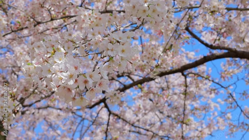 日本の桜 日本の桜