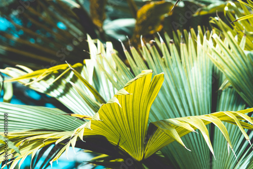 Tropical plants © Mugen images