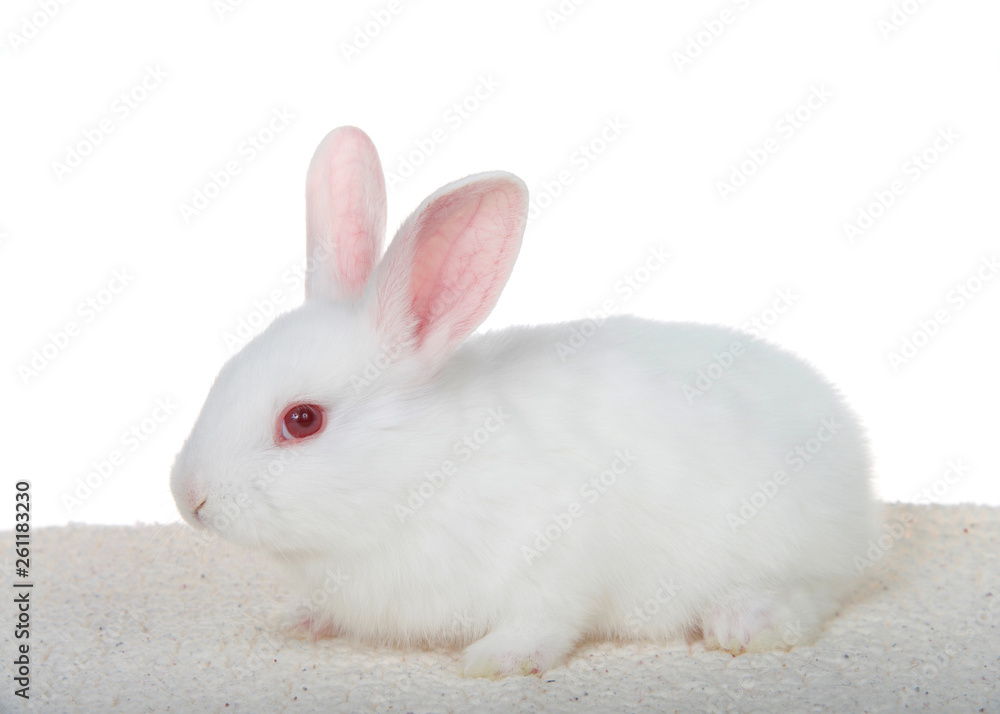 Adorable white albino baby bunny crouched down on sheepskin blanket isolated on white background, profile view entire body.