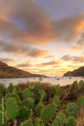 A field of cactus with Catalina Harbor on Catalina Island in the background.