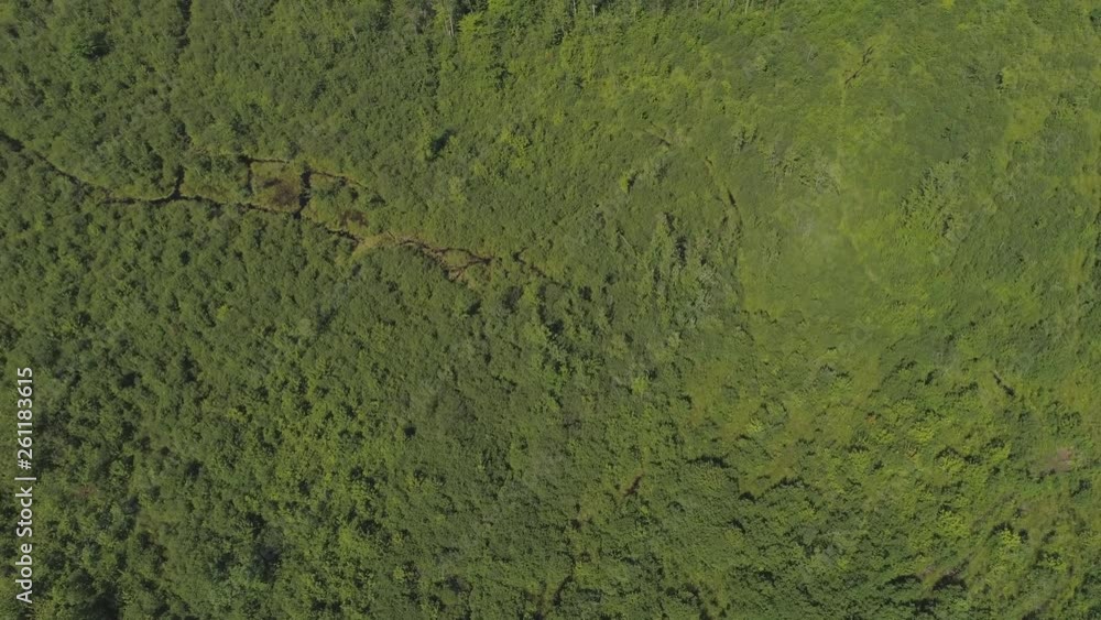 aerial fly over protected swamp land very dense aerial fly over protected swamp land very dense