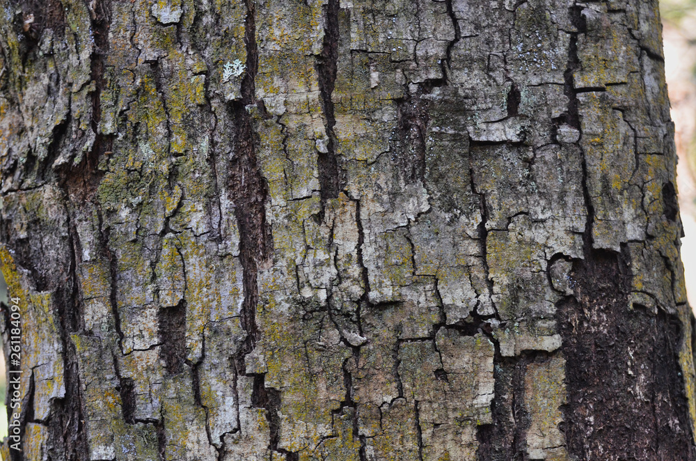 Naklejka premium Square-Edged Bark with Lichen Texture