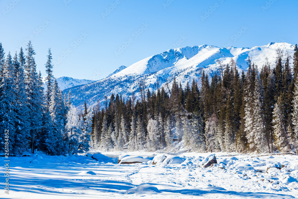 Snow Forest in Winter. The snow-covered Gongnaisi forest in winter