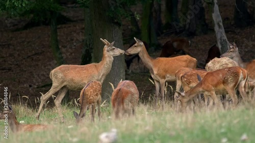 Red deer herd in meadow