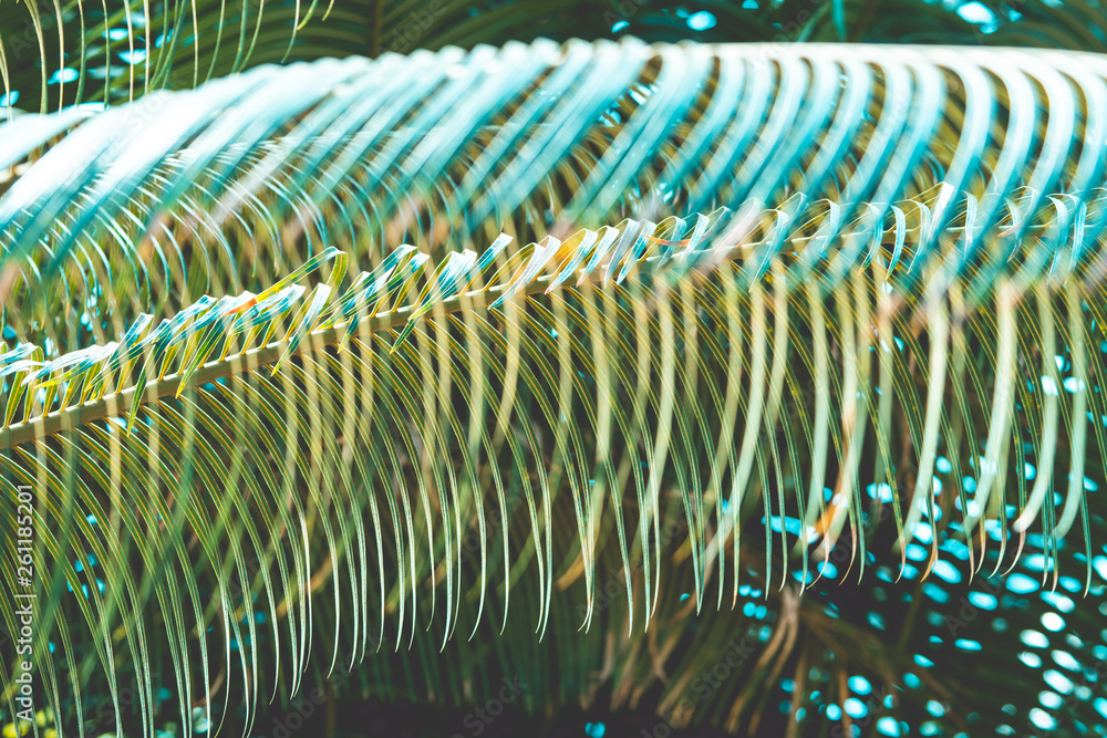 Obraz premium Tropical plants