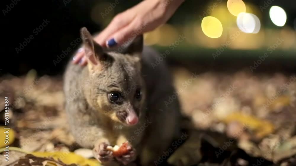 Possum Camera Australian brushtail possum on floor following camera close up sydney ...