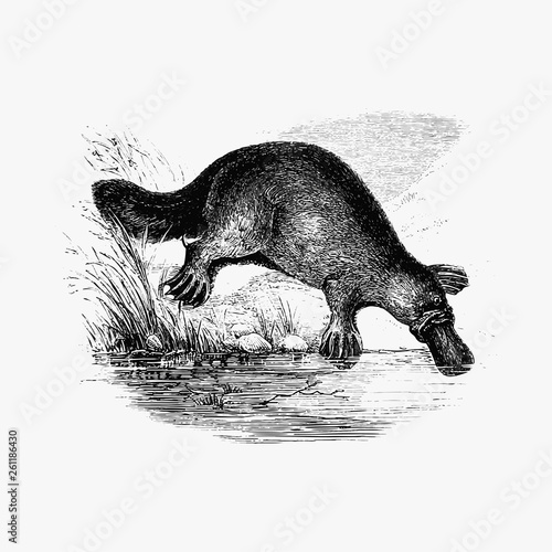 Duck-billed platypus shade drawing