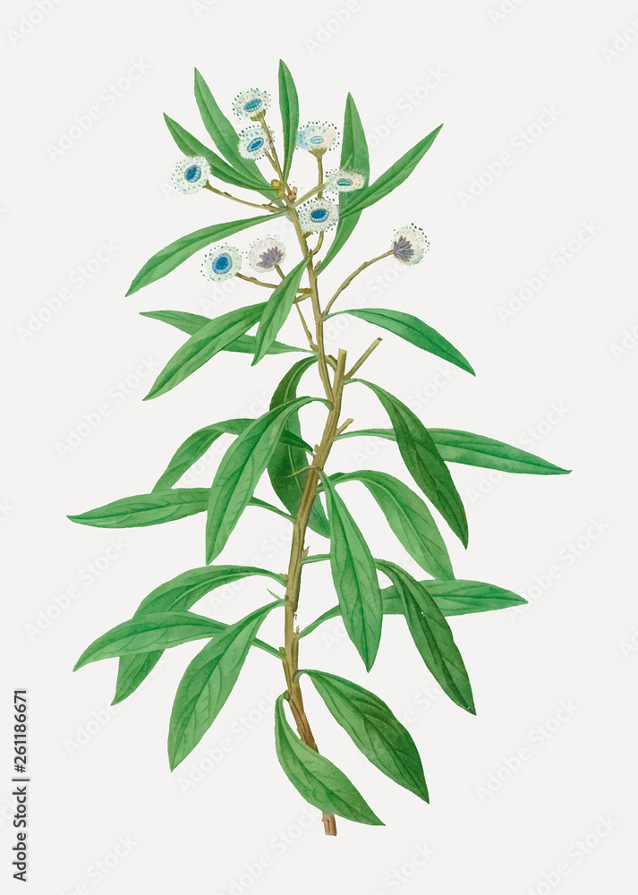 Obraz premium Globe daisy plant