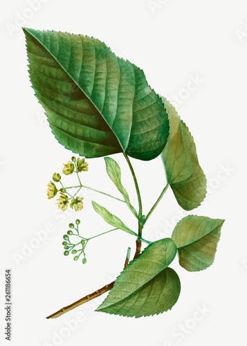 Linden tree branch